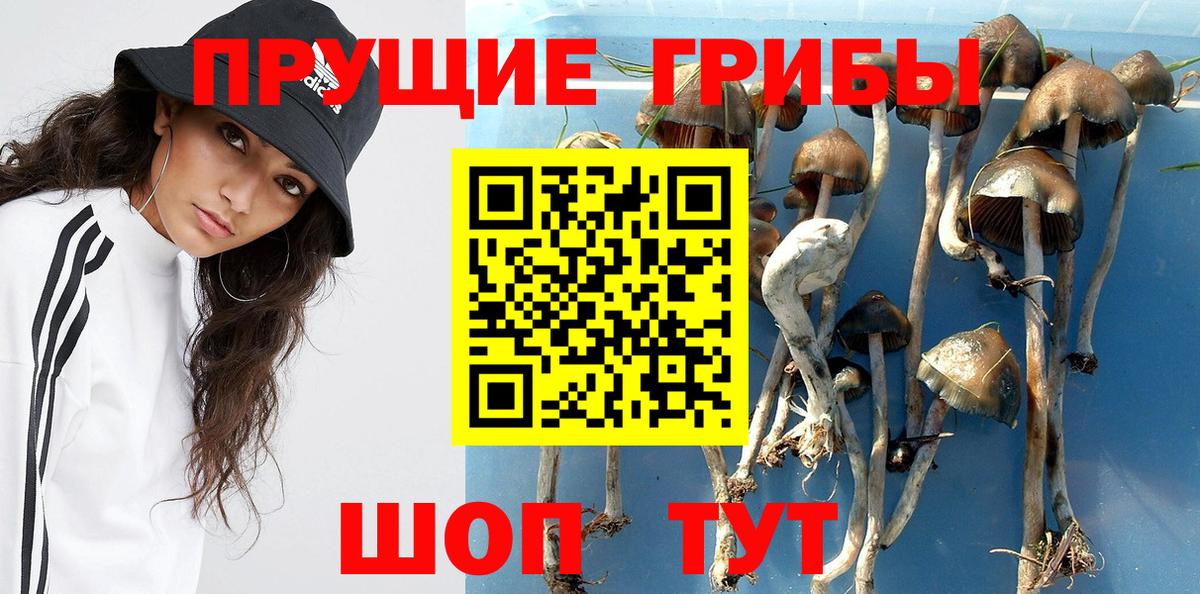 Галлюциногенные грибы Psilocybe  наркотики  Галлюциногенные грибы Cubensis  Тюмень  Вход с VPN 