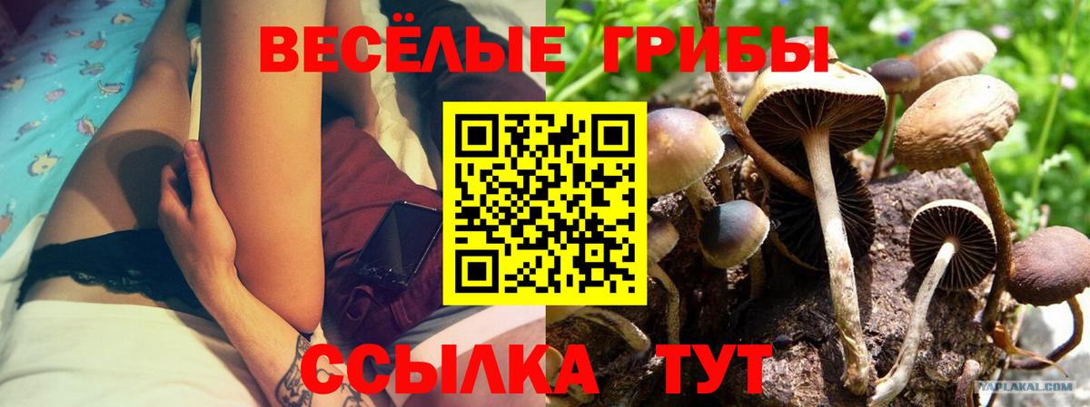 Галлюциногенные грибы Cubensis Тюмень